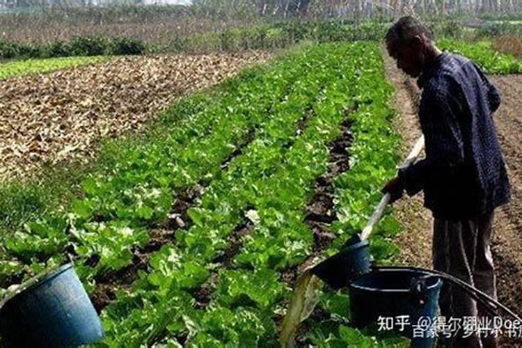 莴笋生长时可以剥叶子吗