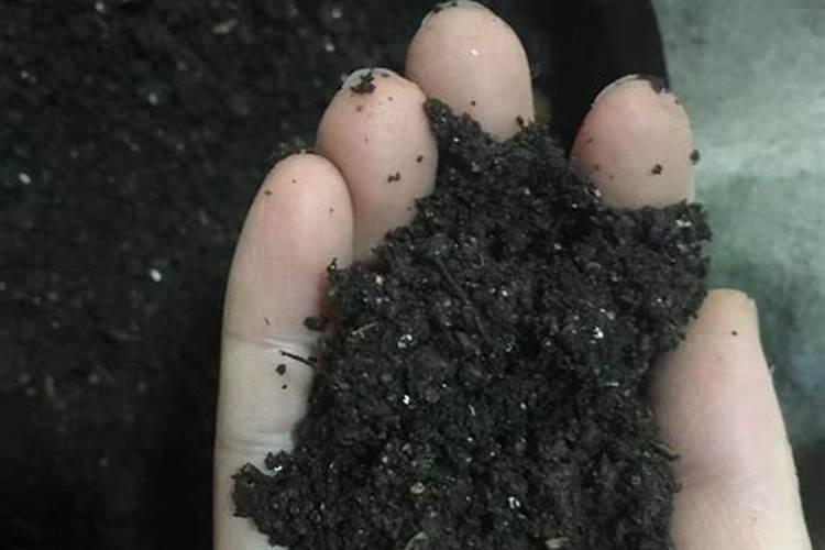 种菜最佳的施肥时间 种菜什么时候施肥好呢