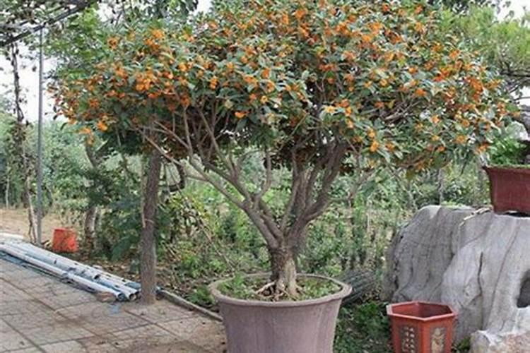 紫甘蓝是在初春栽培吗？应该如何做好栽培种植呢？