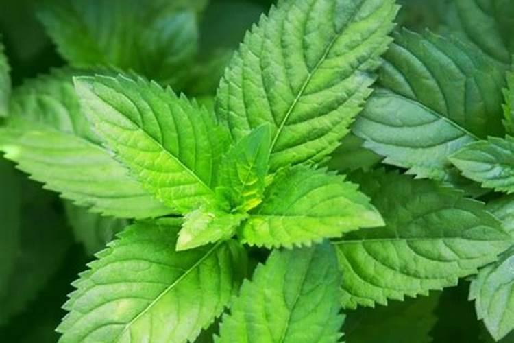 薄荷需要施肥吗 薄荷怎么施肥