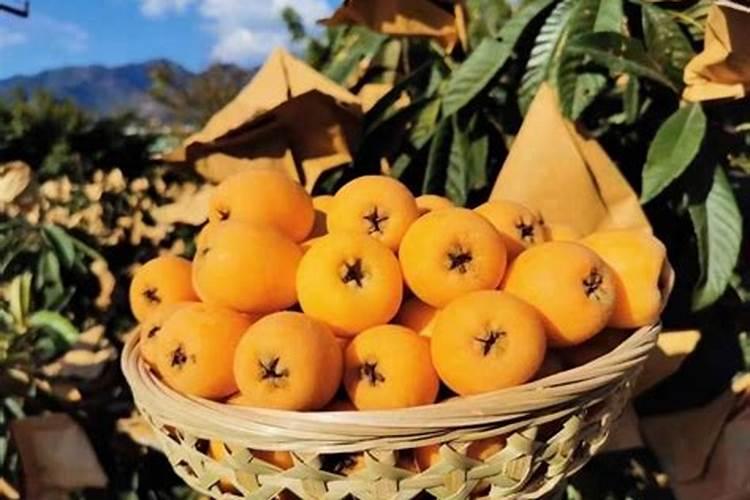 如何使枇杷多结果