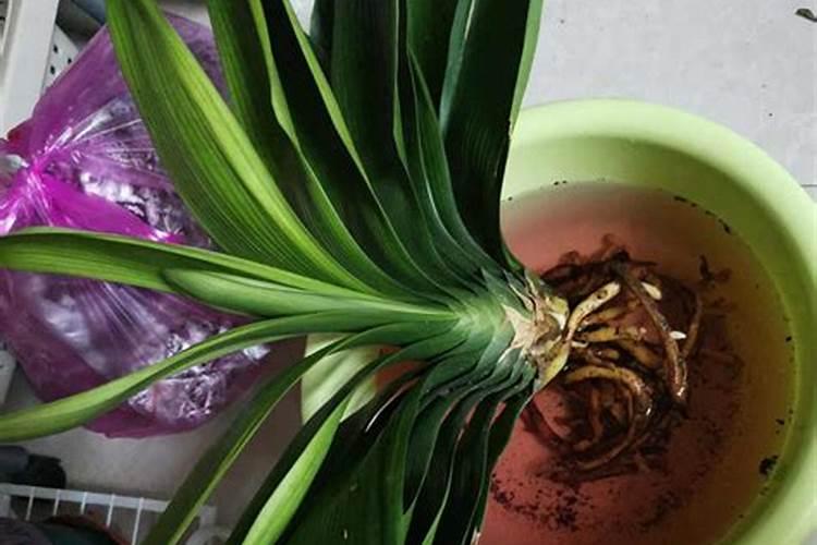 君子兰不长怎么办