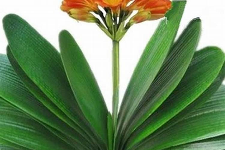 君子兰不长怎么办