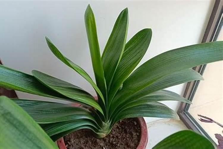 君子兰不长怎么办