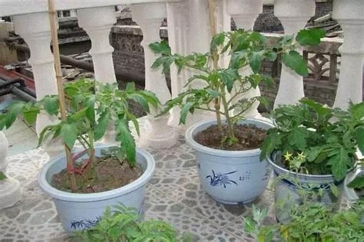 西红柿僵果如何膨大