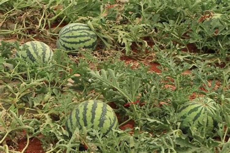 种西瓜用什么肥料最好