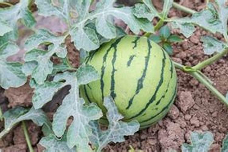 种西瓜用什么肥料最好