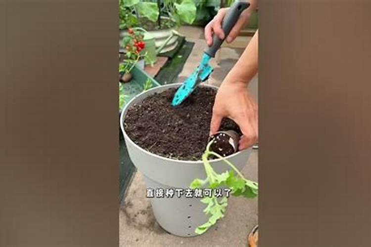 种西瓜用什么肥料最好