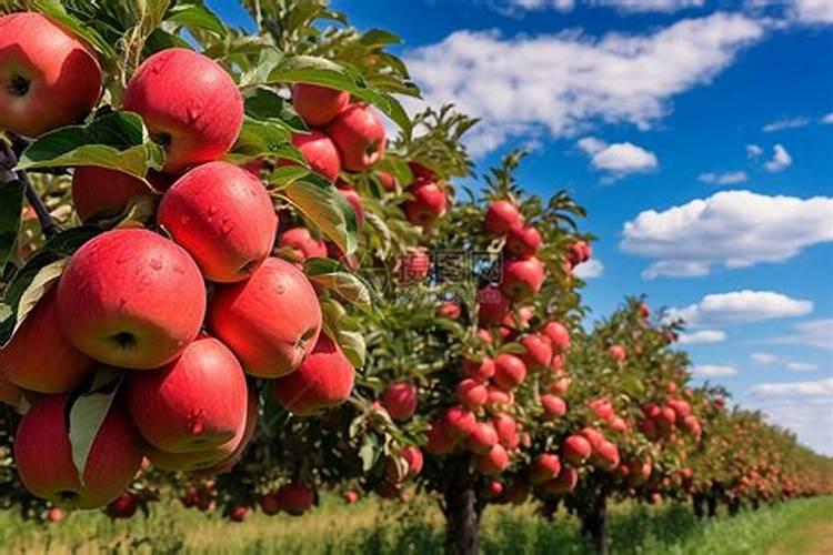 红富士苹果树施氮肥过量对果实有什么害处