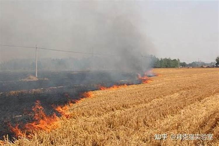 吊兰怎么养,介绍一下