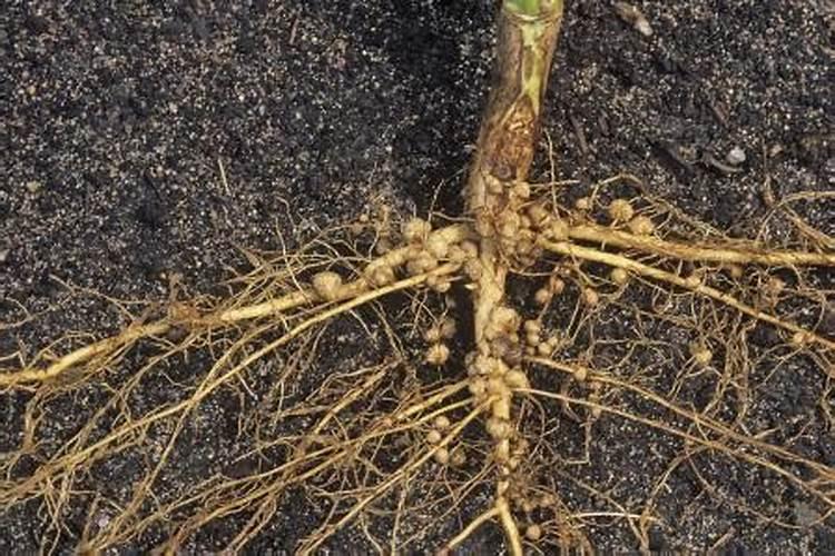 为什么豆类植物不需要施氮肥