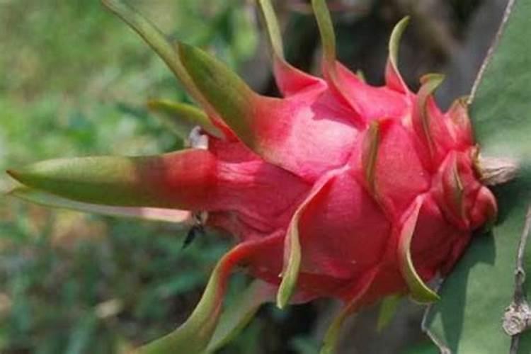 火龙果结果期间施什么肥 火龙果结果了要施肥吗