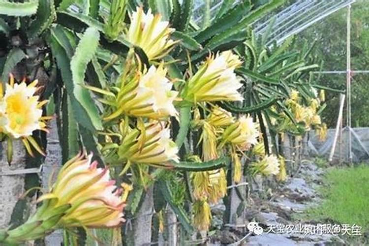 火龙果结果期间施什么肥 火龙果结果了要施肥吗