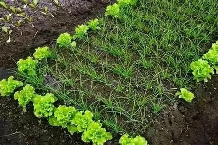 油菜种植肥料都是