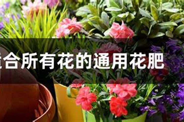钾肥肥哪些花卉