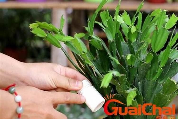 硫酸钾复合肥的施用方法