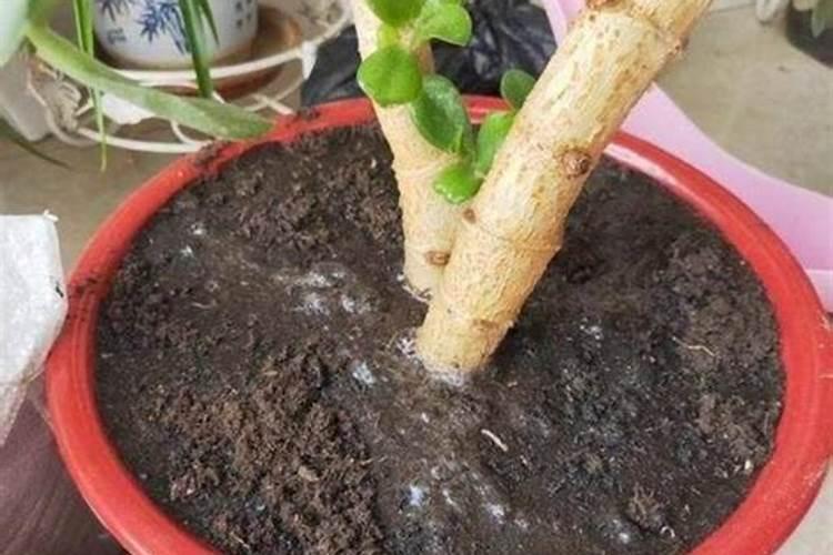 辣椒黄叶落叶是什么病打什么药