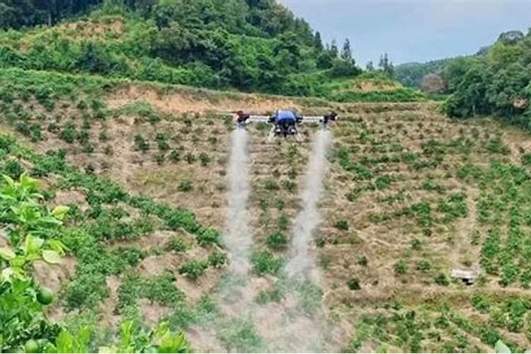 叶面肥什么时候打效果好