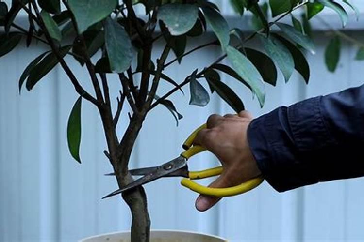 茶花刚开花就掉了是什么原因