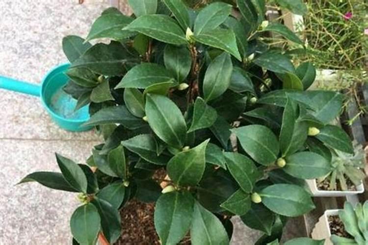 茶花开完花后需要施肥吗(开花前花苞露红施什么肥好)