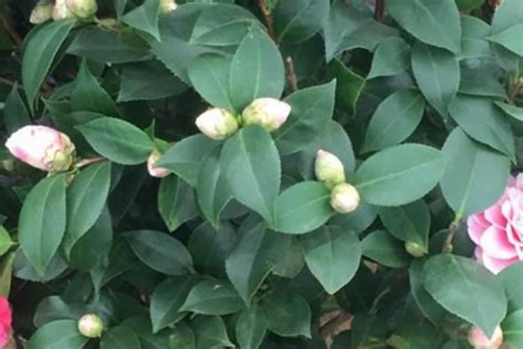 茶花掉叶子的补救方法