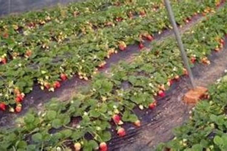 草莓苗期肥害该怎么解决