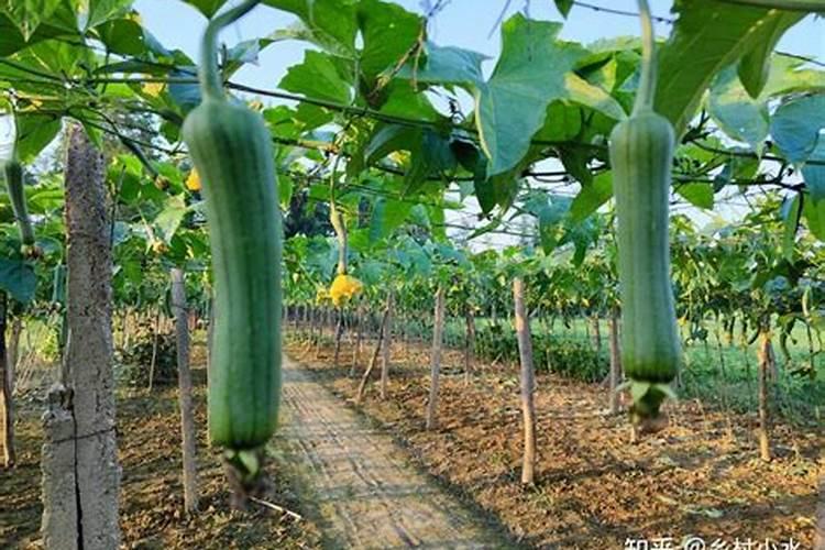种丝瓜用什么肥料最好
