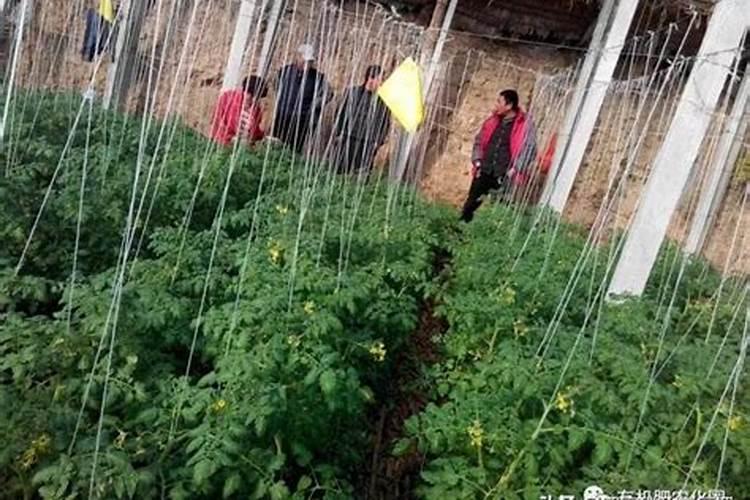 菜籽饼发酵水肥有哪些营养价值