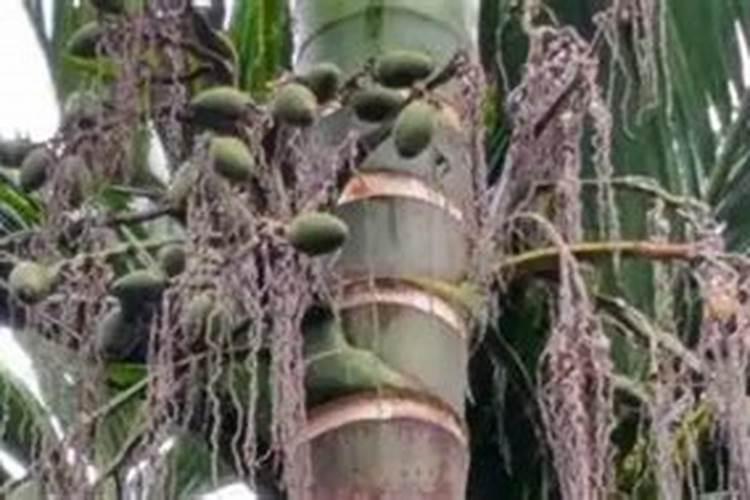 槟榔施什么钾肥