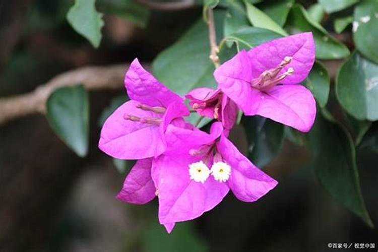 三角梅怎么养才能长得好