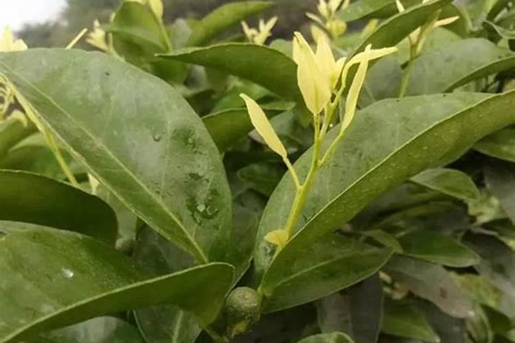 葡萄树好几年了怎么不结果呢葡萄树基肥什么时间施肥