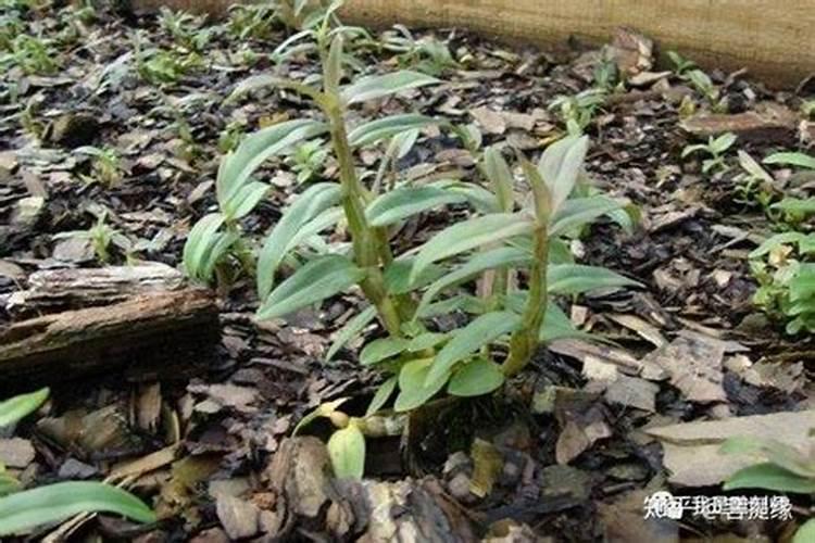 采棉花一亩多少斤