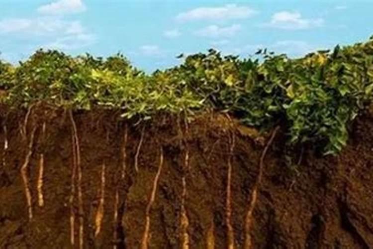 山药是如何种植的