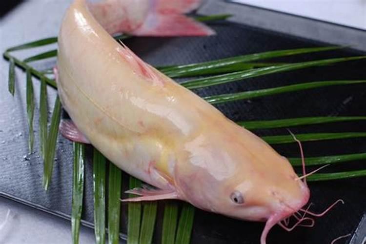 肥头鱼价值多少一斤