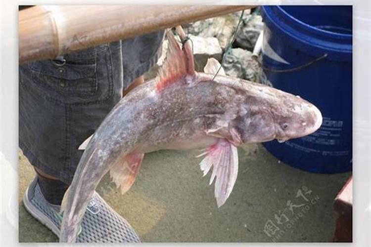 花鲢鱼的价格多少钱一斤？