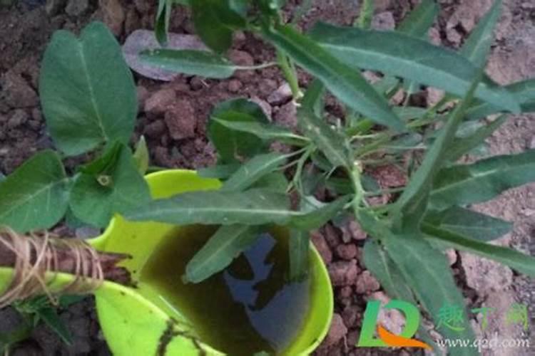 桔子皮发酵可以浇什么花 哪些花能桔子皮发酵做肥料