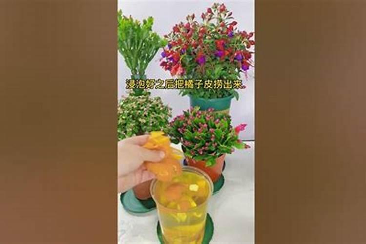 桔子皮发酵可以浇什么花 哪些花能桔子皮发酵做肥料
