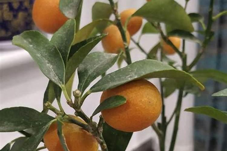 桔子皮肥料适用哪些植物