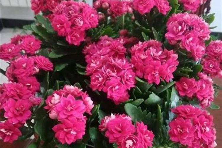 长寿花打顶后为什么不发芽？怎么办？