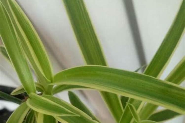 金豆开花期结果怎么养护