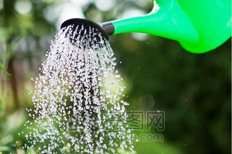 浇花的肥水是什么