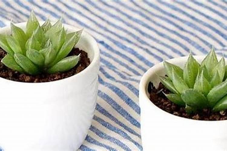 复合肥可以浇多肉吗