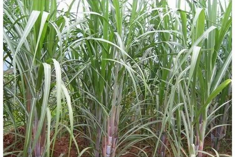 海藻精和鱼蛋白的区别？