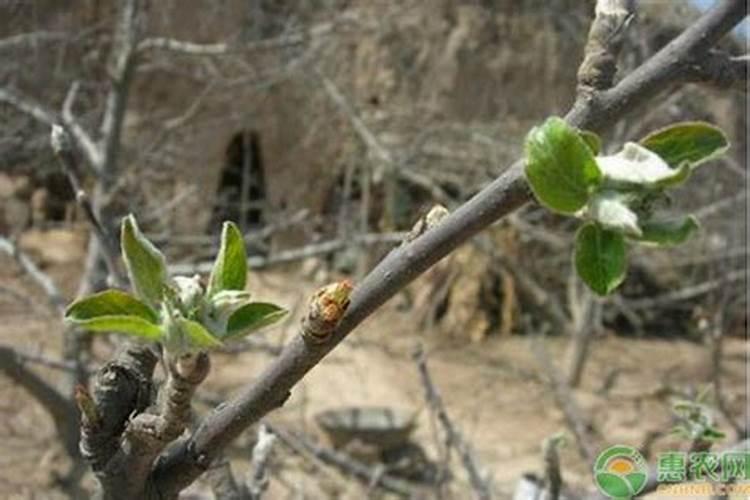 苹果用什么水溶肥好
