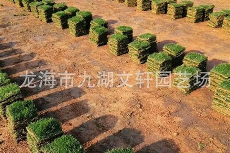 草坪怎么用有机肥