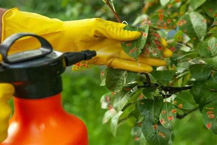 多菌灵能给牡丹浇水吗？