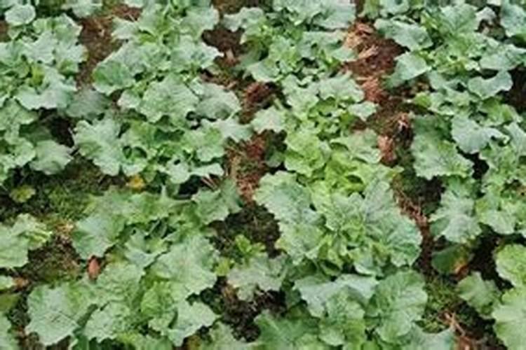 油菜追肥能用硫酸钾复合肥吗？