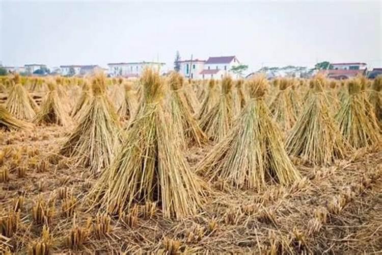 秸秆还田的土地用什么底肥好