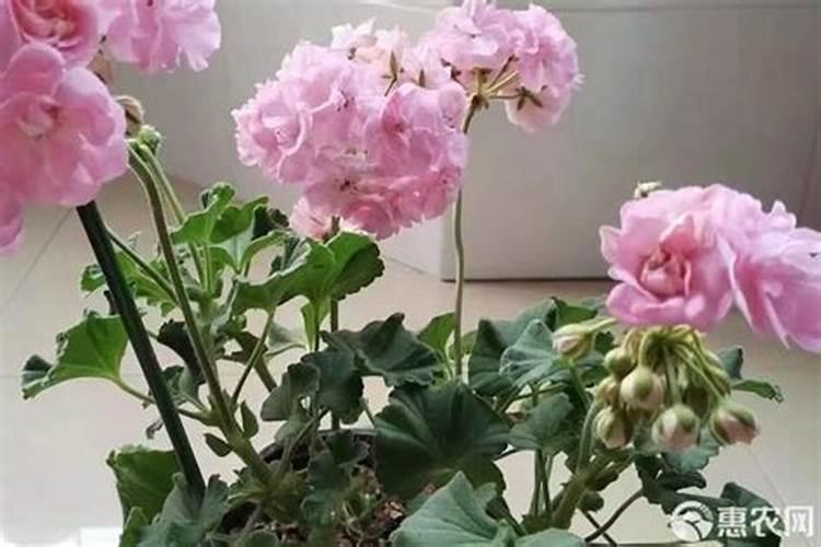 色素椒的种植方法和管理技术