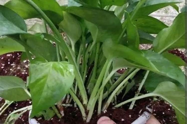 花多多10号可以浇绿萝吗？